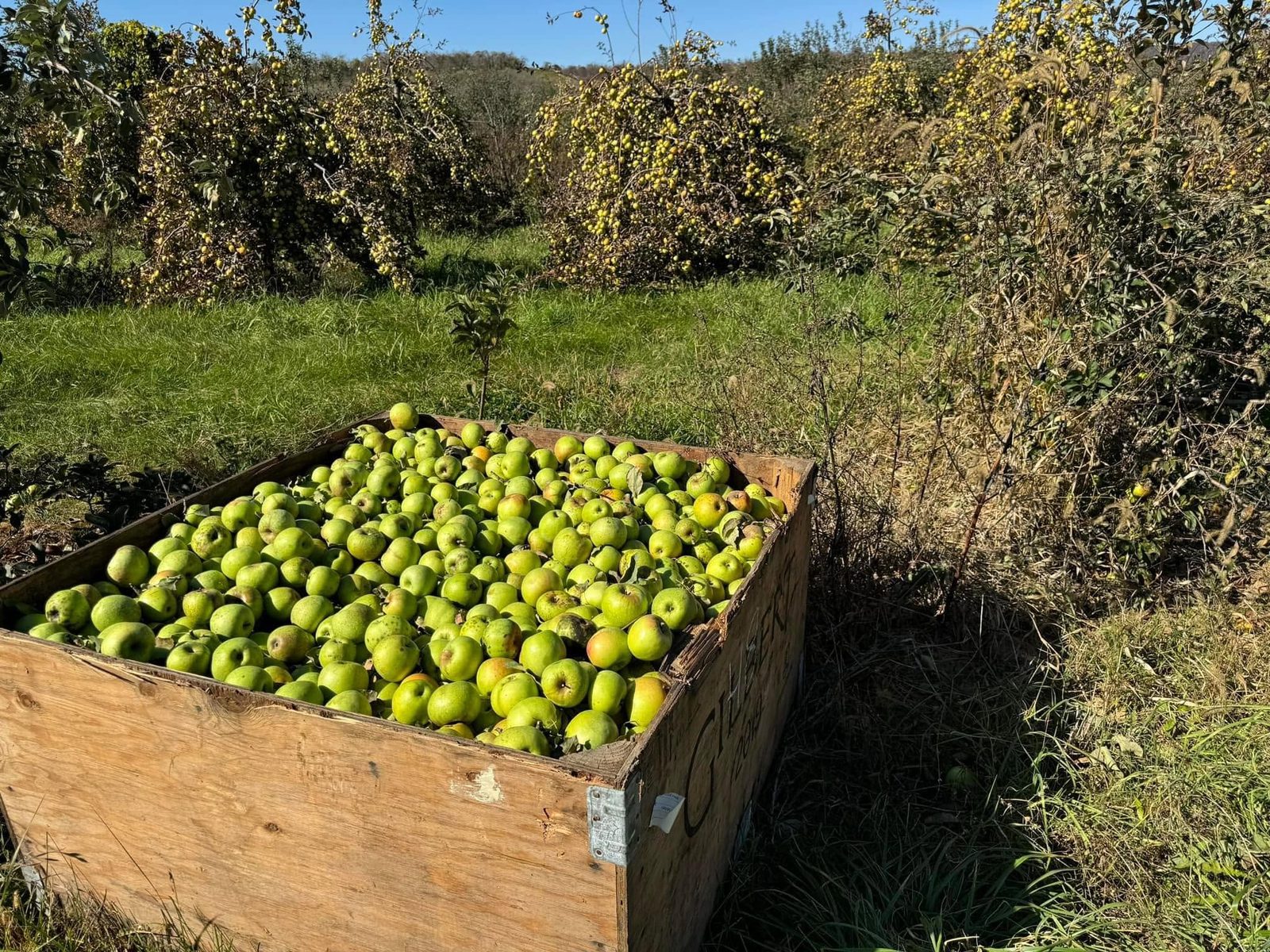 A wooden crate full of freshly picked apples in the orchard