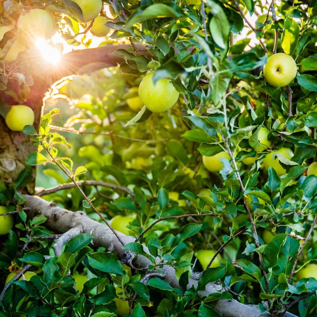 Apples ripening on the branch in the orchard at golden hour